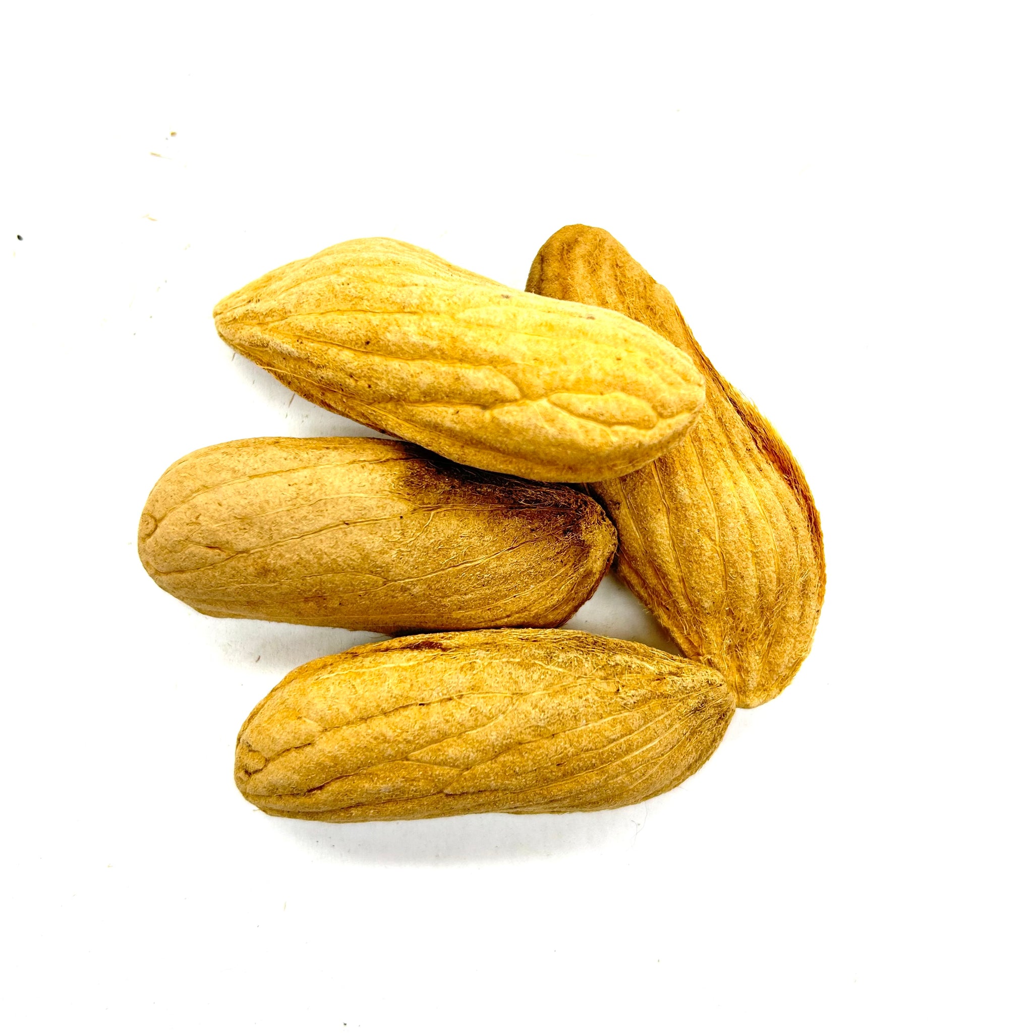 Mang Guo He (Semen Mangiferae Indicae, 芒果核)